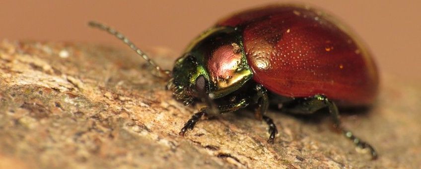 Moertje, Chrysolina polita, Udenhout - De Brand - Nieuwe Tiend Zuid (NB)