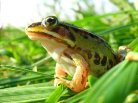 Pelophylax lessonae. Poelkikker