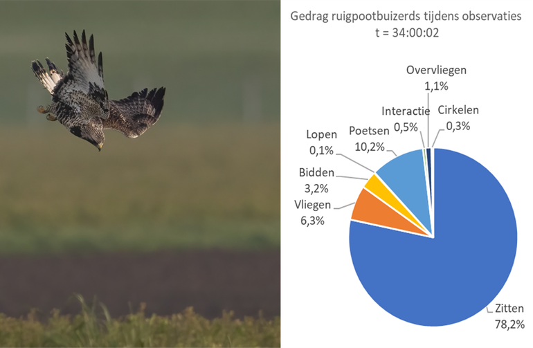 Ruigpootbuizerd Janosch (links); Figuur 3. Gedrag van ruigpootbuizerds tijdens de observaties met een totale tijd van 34:00:02 (rechts)