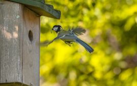 Parus major. Koolmees