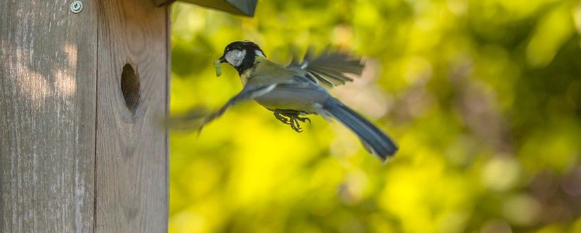 Parus major. Koolmees