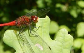 bloedrode heidelibel - primair