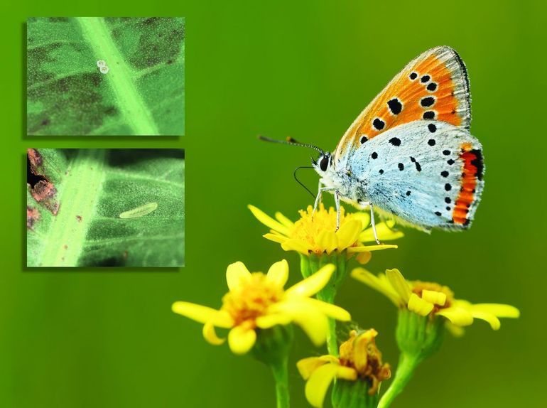 De favoriete vlinder van Annika met links eitjes en een rups, waar veel van het veldwerk op gericht is