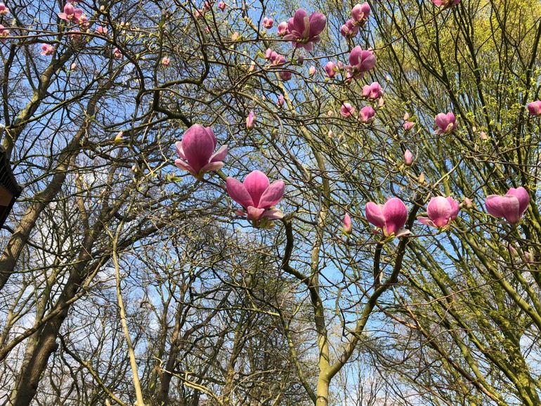 Magnolia in bloei