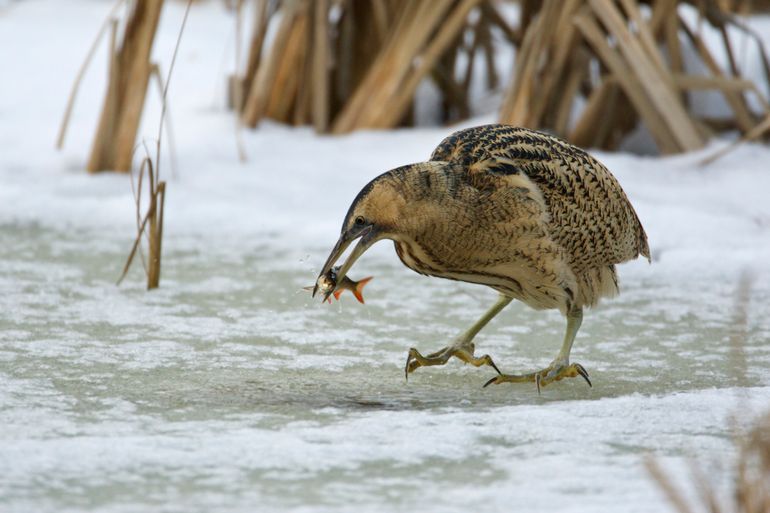 Vogeltenen zijn bedekt met vorstbestendige schubben