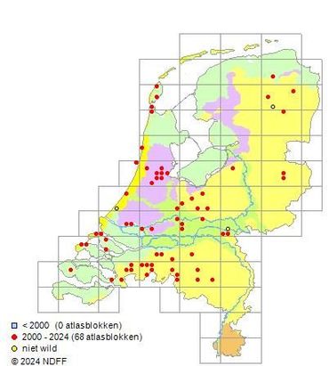 Verspreiding van Rattenstaartgras in Nederland