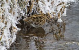 Watersnip