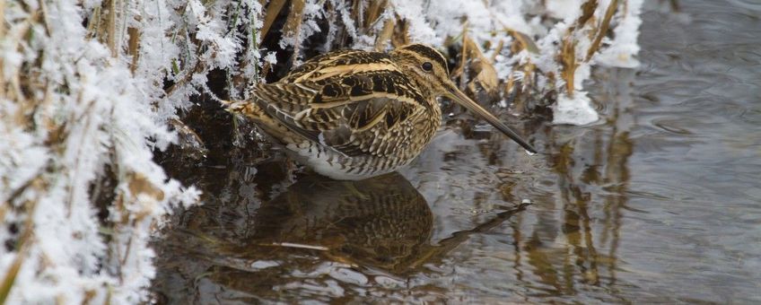 Watersnip