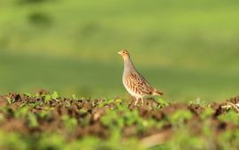 Jochem Sloothaak, Brabants Landschap Patrijs