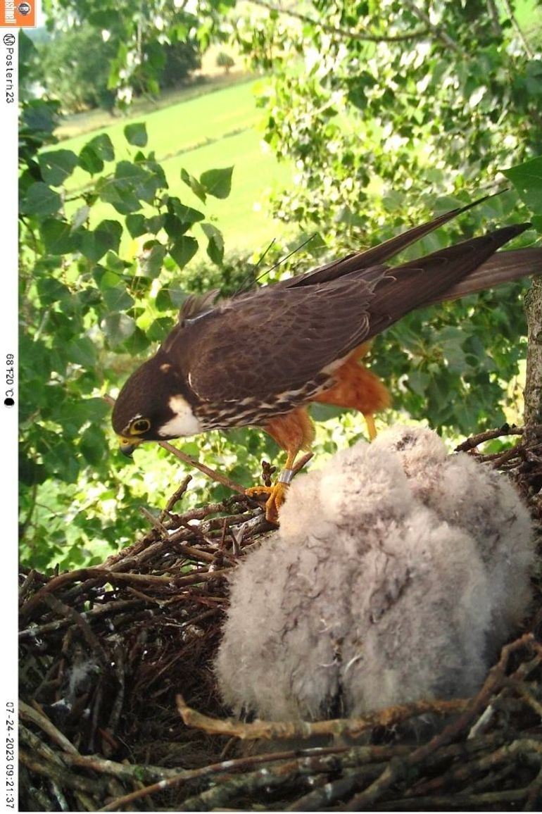 Cameraregistratie van zendermannetje Lex op het nest. Normaal gesproken komen boomvalkmannetjes bij hoge uitzondering op het nest