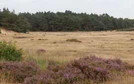 Stuifzand met bloeiende heide