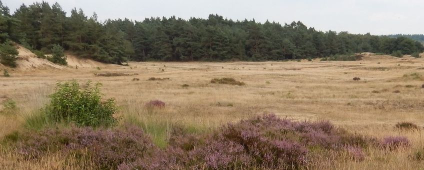 Stuifzand met bloeiende heide