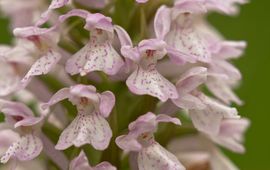 Mark Engels Veenorchis (Dactylorhiza majalis subsp. sphagnicola) staat op de Rode Lijst vaatplanten (2012) onder de categorie 'ernstig bedreigd'.