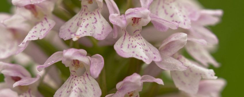 Veenorchis (Dactylorhiza majalis subsp. sphagnicola) staat op de Rode Lijst vaatplanten (2012) onder de categorie 'ernstig bedreigd'.