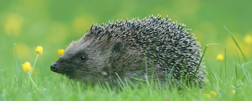 Egel EENMALIG GEBRUIK