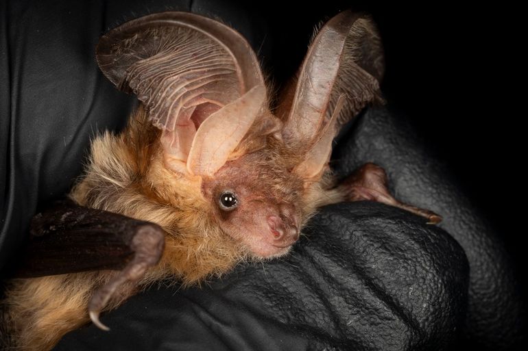 De eerste gezenderde gewone grootoorvleermuis van Terschelling