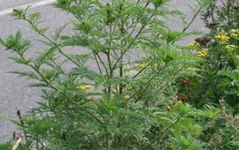 Arnold van Vliet Ambrosia Plant