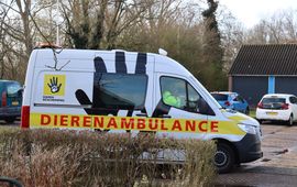 Dierenambulance