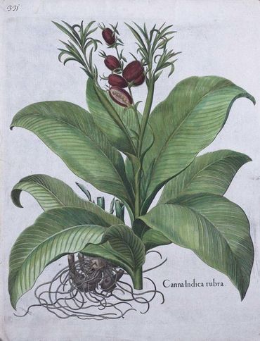 Canna indica