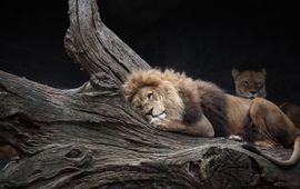 lion, leeuw