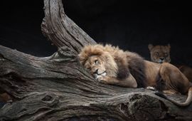 Pixabay lion, leeuw