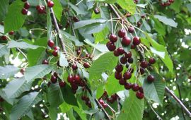 Zoete kers, Prunus avium. GNU FD-licentie. Naam fotograaf onbekend