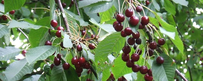 Zoete kers, Prunus avium. GNU FD-licentie. Naam fotograaf onbekend