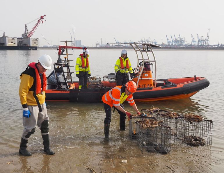 Onderzoekers van ARK Rewilding Nederland, Wageningen Marine Research en Waardenburg Ecology halen de onderzoekskorven met 'oesterstenen' van boord om ze te bekijken