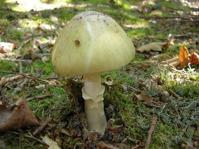 Groene knolamaniet (giftig)