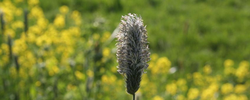 Bloei grote vossenstaart