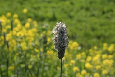 Bloei grote vossenstaart