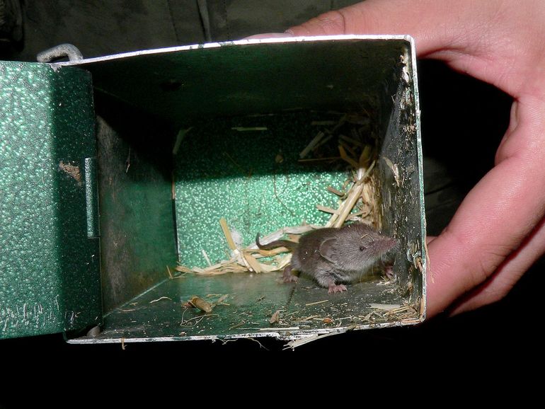 Huisspitsmuis in een Longworth-inloopval