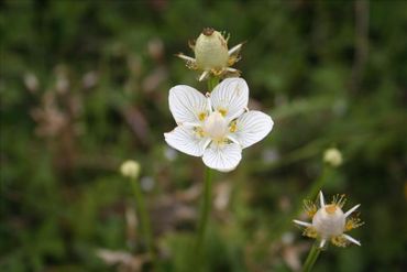 Parnassia floreert dankzij de vernattingsmaatregelen in de omgeving