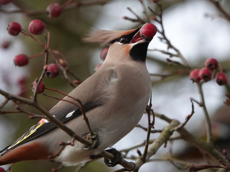 Ieder jaar is het weer de vraag  of pestvogels ons land zullen aandoen