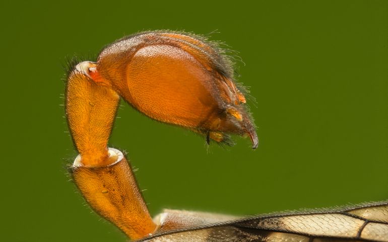 Close-up staart mannetje schorpioenvlieg