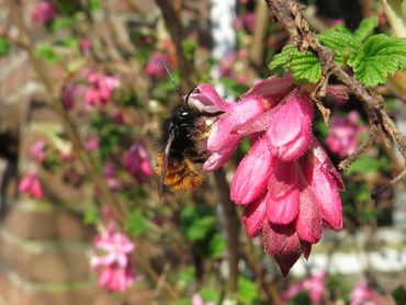 De gehoornde metselbij heeft in deze tuin zijn plek gevonden