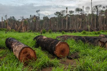 Ontbossing in de Braziliaanse Amazone