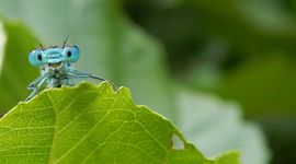 Variabele waterjuffer - primair