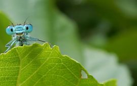 Variabele waterjuffer - primair