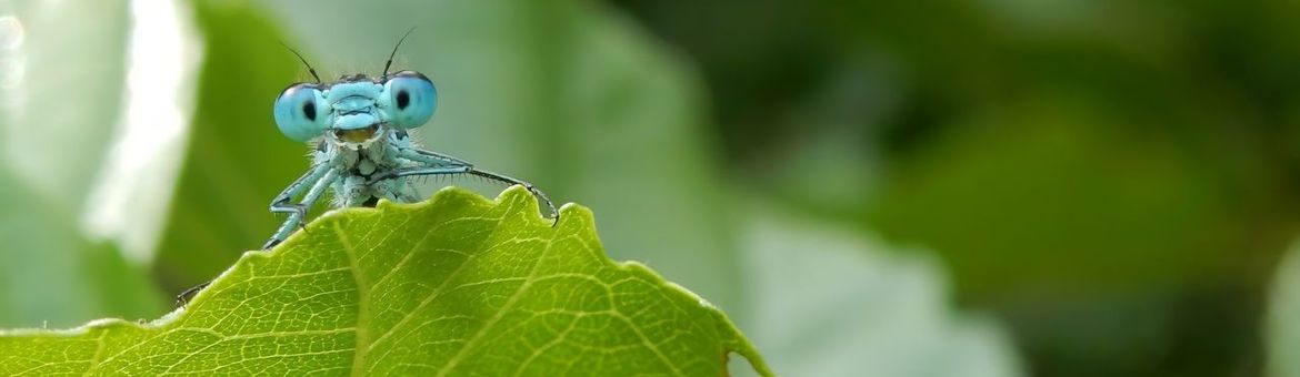 Variabele waterjuffer - primair