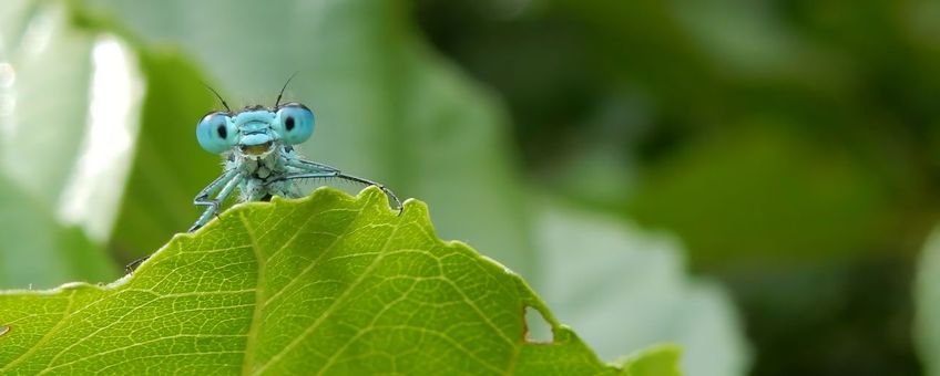 Variabele waterjuffer - primair