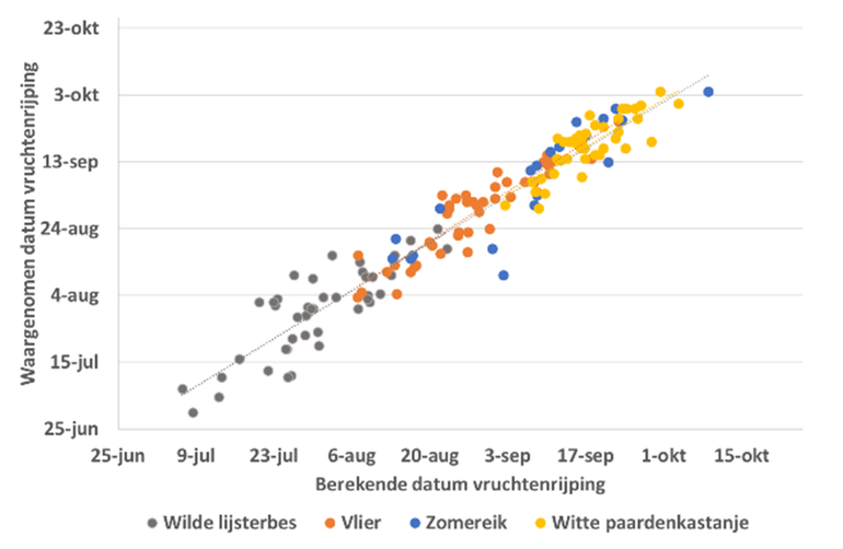 Relatie tussen de waargenomen datum van vruchtenrijping en de met het model berekende datum. De puntenwolken voor de vier soorten vormen allemaal een mooie rechte lijn