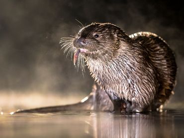 De otter is, na herintroductie, terug in Nederland