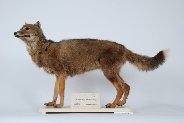Uitgestorven falklandwolf uit de collectie van Naturalis