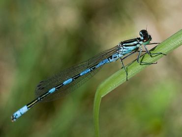 Speerwaterjuffer is een ernstig bedreigde libel, die nog maar in een paar vennen voorkomt