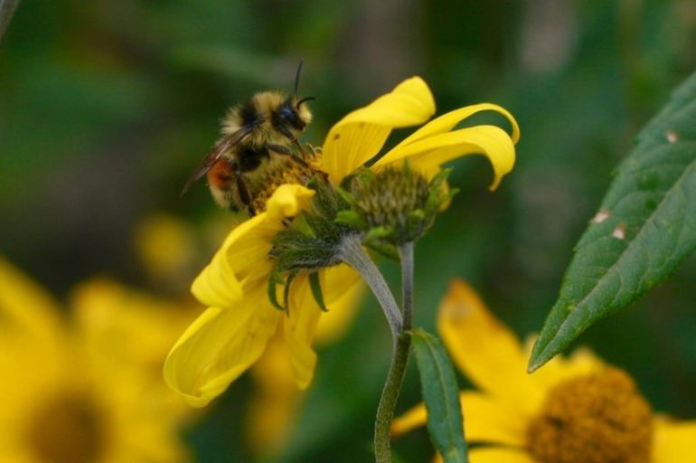 Bombus bifarius, one of the three species of bumble bee studied by the Ogilvie and her team