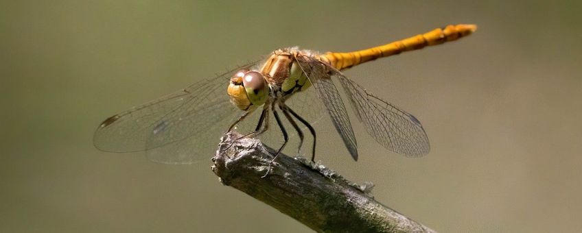 bruinrode heidelibel, vrouw