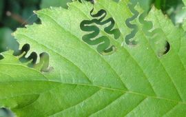 Jonge larven van de iepenzigzagbladwesp veroorzaken dit kenmerkend vraatpatroon uitsluitend op iep