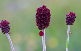 Sanguisorbe. Grote pimpernel