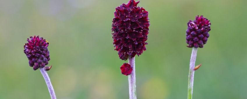 Sanguisorbe. Grote pimpernel